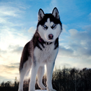 Dog Fans APK