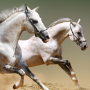Poney & Horse APK