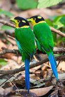 Couple Beautiful Birds Affiche