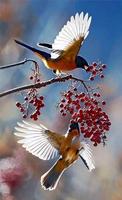 برنامه‌نما Couple Beautiful Birds عکس از صفحه