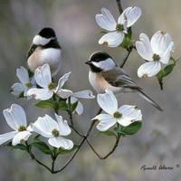 برنامه‌نما Couple Beautiful Birds عکس از صفحه