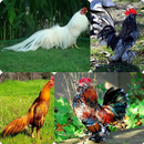 Rooster Beautiful APK
