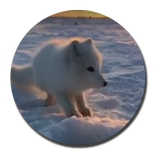 Песец и Мойва мем кнопка