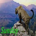 Sunday