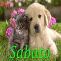 Sabato