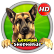 ”German Shepherds Wallpaper HD