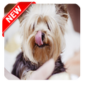 Dog Food
