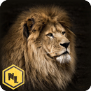 Real Lion Hunter 2015 APK