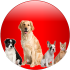 Animal Care & Pets icône