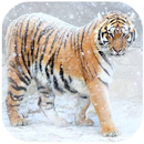 Tiger wallpapers slide show APK