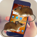 Maus auf dem Bildschirm