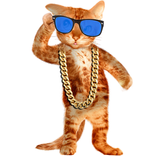 Amazing Cat