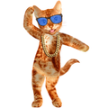 Dancing Talking Cat