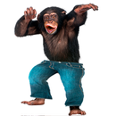 Funny Talking Monkey APK