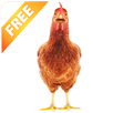 Real Talking Chicken APK