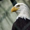 Орел [Eagle] APK