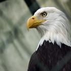 Орел [Eagle] আইকন
