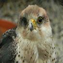 Сокол [Falcon] APK