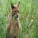 Рысь [Lynx] APK
