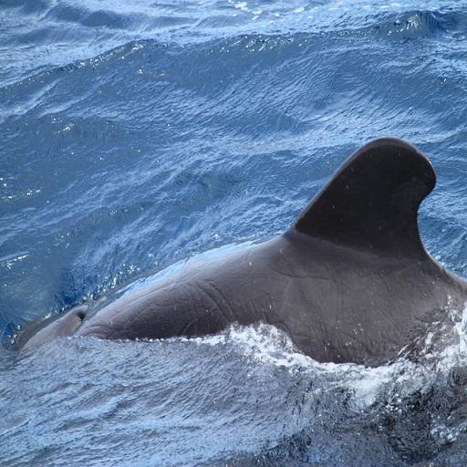 Кит [Whale]