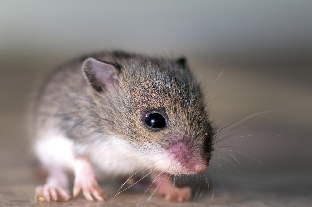 Сонник видеть мышей. Мышь. Мышонок - Baby Mouse. Тышқан фото. Фото field Mice.