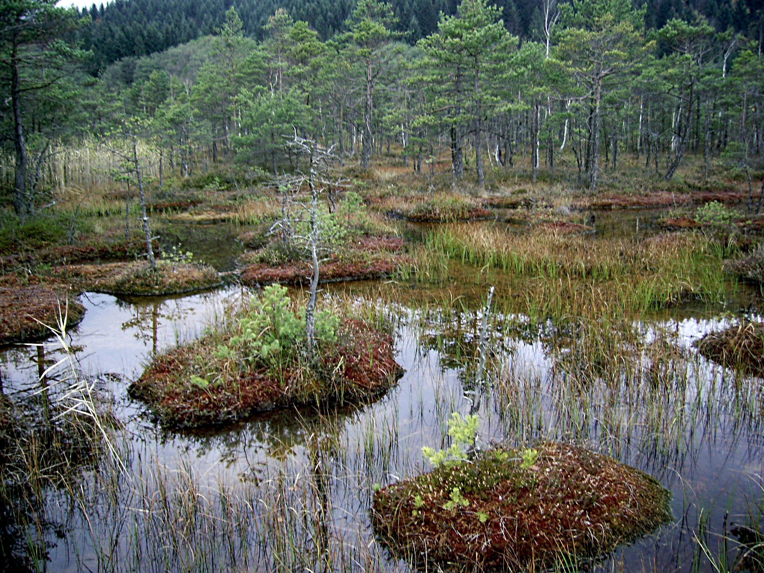Болотная земля. Болото Веретинский мох. Низинные торфяные болота. Полистово-Ловатская Болотная система.