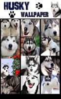 Husky Wallpaper HD 포스터