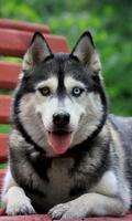 1 Schermata Husky Wallpaper HD