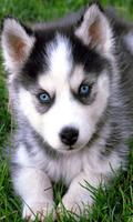 Husky Wallpaper HD 스크린샷 2