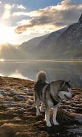 Husky Wallpaper HD 스크린샷 3