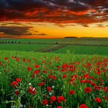 Dick de Ruiter- Oasis 1