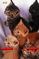 Веселые картинки Кошки постер