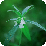 Onam Pookalam - Designs & Wishes