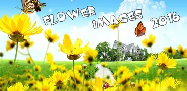 Stylish Flower Images