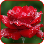 Stylish Flower Images