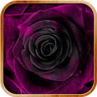 Black Rose Live Wallpaper icon