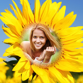 Sunflower Free 3D Photo Frames icon
