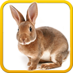 Pet Bunny Rabbit 3d Simulator