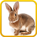 Pet Bunny Rabbit 3d Simulator APK