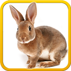 Pet Bunny Rabbit 3d Simulator-icoon