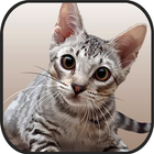 Cat Kitten 3d Online Simulator biểu tượng