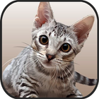 Cat Kitten 3d Online Simulator simgesi