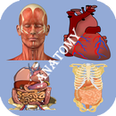 Best Anatomy Learning APK