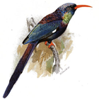 Bird Identification icône