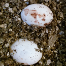 Hatch Date-APK