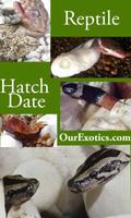 Hatch Date Cartaz