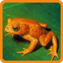 Animal Guessing Game APK