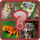 APK Guess the Animal Quiz