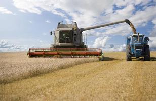 Wheat combine harvester Jigsaw imagem de tela 3
