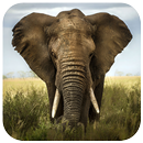 Prairie animal puzzle-APK